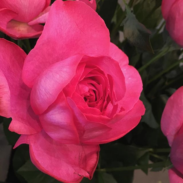 モンソーフルール自由が丘本店です！ .イブピアッチェを入荷しました.良い香りに心が安らぎます️ .#monceaufleurs  #monceau #モンソーフルール #自由が丘 #花 #flowers #お花屋さん #flowershop #花屋 #花のある暮らし  #花のある生活  #ハスキージェラート #fleurs  #flowerstagram #バラ #rose