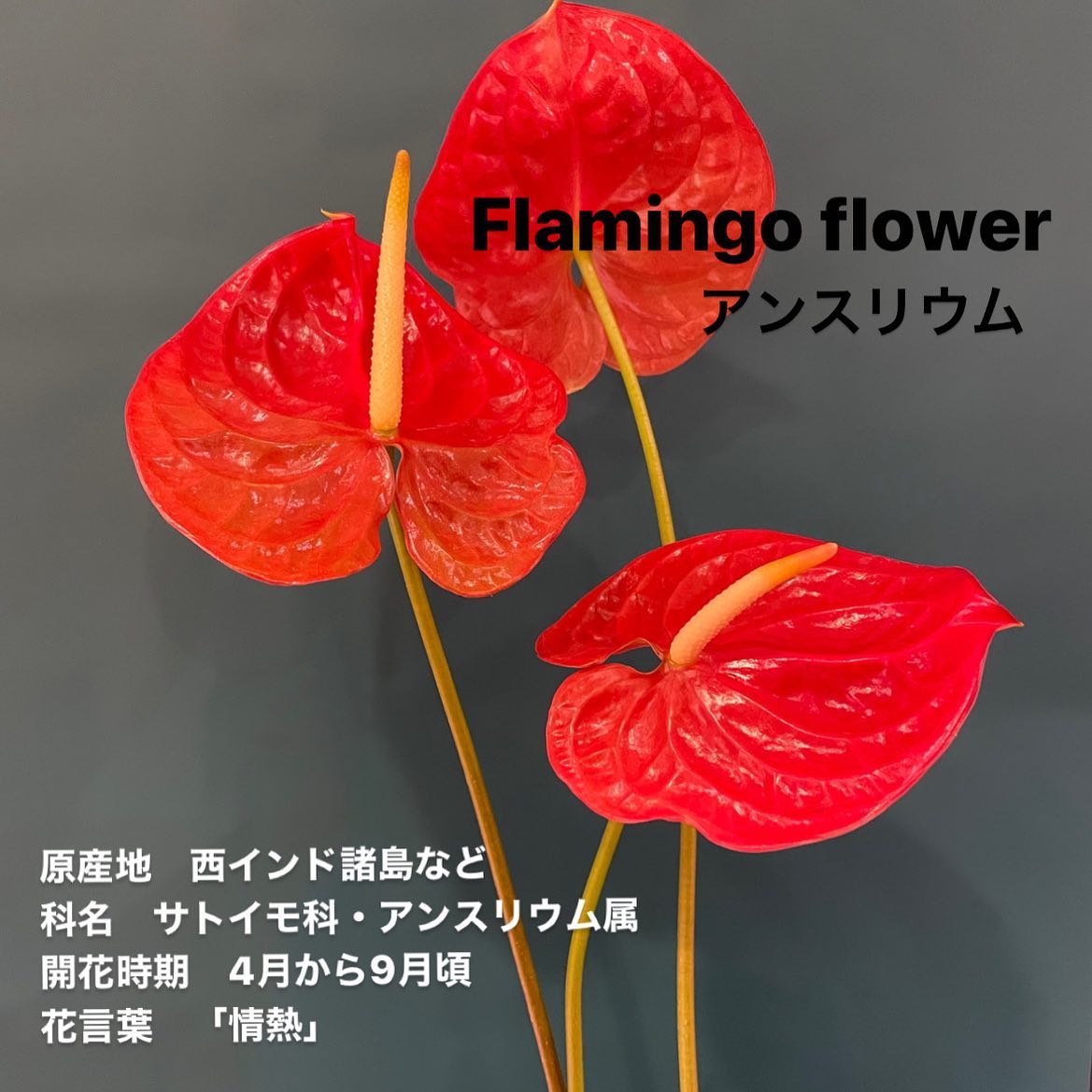 モンソーフルール新宿アルタ店です。
.

Flamingo flower
アンスリウム

原産地　西インド諸島など
科名　サトイモ科・アンスリウム属
開花時期　4月から9月頃
花言葉　「情熱」