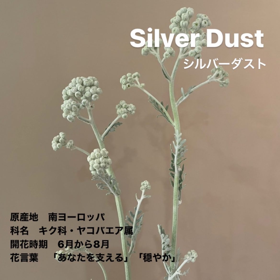 モンソーフルール新宿アルタ店です。
.

Silver Dust
シルバーダスト

原産地　南ヨーロッパ
科名　キク科・ヤコバエア属
開花時期　6月から8月
花言葉　「あなたを支える」 「穏やか」
