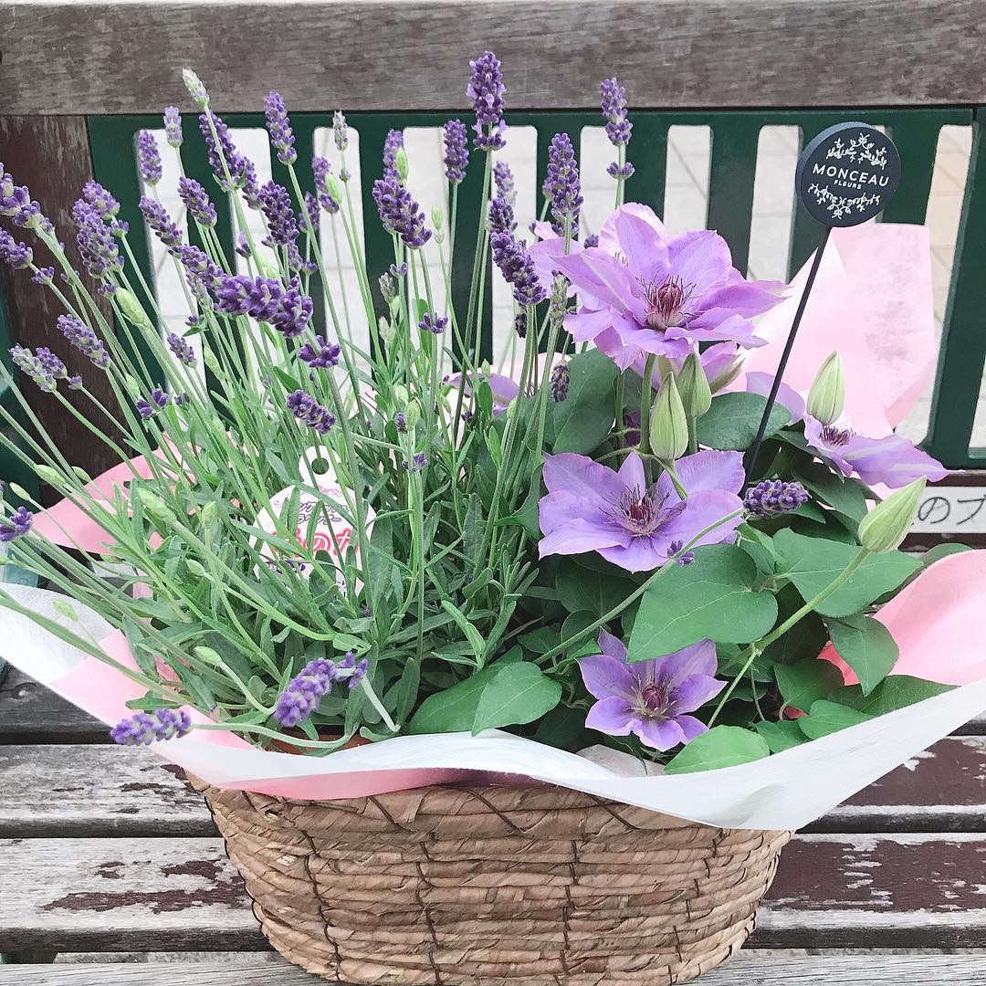 モンソーフルール自由が丘本店です！.ラベンダーとクレマチス、紫陽花とクレマチスなどの寄せ鉢を販売いたしております！.こちらは数量限定となっておりますのでお早めにお求め下さいませ️.ラベンダーの香りでとても癒されるのでプレゼントにもオススメです.#monceaufleurs  #monceau #モンソーフルール #自由が丘 #花 #flowers #flower #花屋 #flowershop #花のある暮らし  #花のある生活  #fleurs  #flowerstagram #flowerdesign  #寄せ植え #寄せ鉢 #ラベンダー #クレマチス #紫陽花
