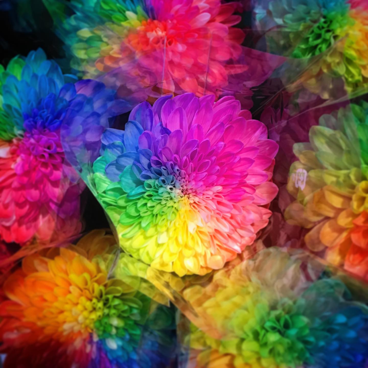 ついつい目にとまる虹色のお花