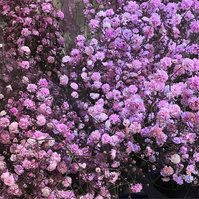 ピンク色のかすみ草。花束にしても素敵です #