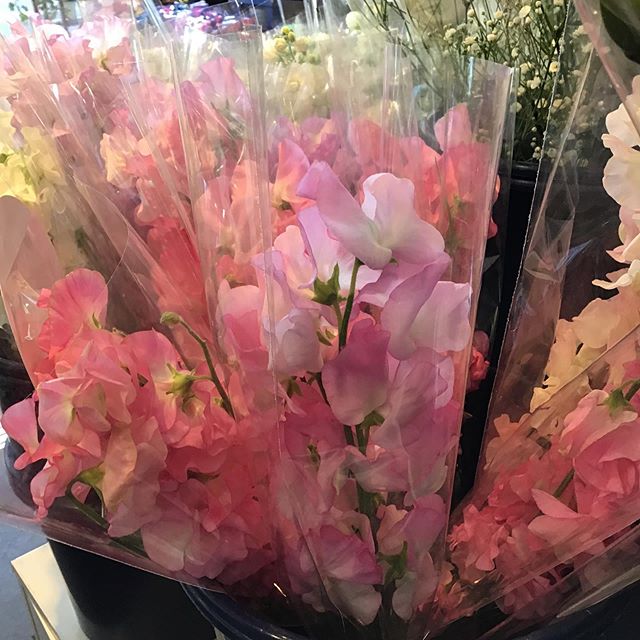 本日1月21日はスイトピーの日です。
春を代表するお花、見た目もさる事ながら、香りも楽しめます。
ご自宅に、プレゼントにいかがでしょうか？
ご来店お待ちしております。