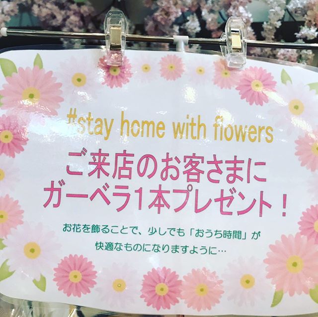 ..こんにちは、モンソーフルール自由が丘本店です♪♪ .外出自粛のなかお家にいる時間が増えているとおもいます、、、 そんな時だからこそお家にお花を飾ってみませんか先週からご来店頂いた全てのお客様にガーベラ1本プレゼントさせていただいております❣️ またいつものお花が3束で1000円で買える3束1000円も実施しております❣️ お花の産地も出荷出来ずにそのままになっているなか、ご自宅にお花を飾ってみてはいかがでしょうか❣️ 是非ご自宅でもお花見をお楽しみください️🥂...#モンソーフルール #モンソーフルール自由が丘店 #モンソーフルール自由が丘本店#monceaufleurs  #monceau #モンソーフルール #自由が丘 #花 #flowers #flower #花屋 #flowershop #花のある暮らし  #花のある生活  #fleurs  #flowerstagram #flowerdesign  #切花  #プレゼント #stayhomewithflowers