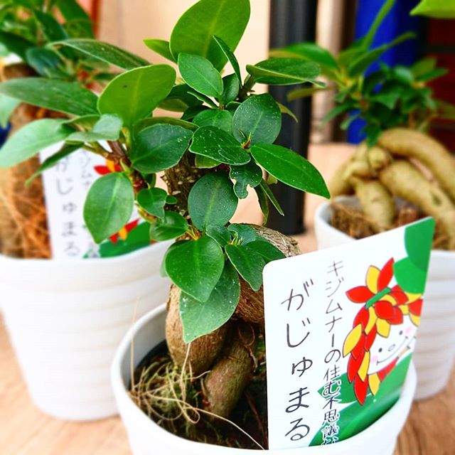 こんにちは！モンソーフルールアトレ川崎店です！ 今回ご紹介するのはこちらの「ガジュマル」！まるで今にも動き出しそうな姿が人気の高いガジュマルですが、沖縄県では「聖霊の宿る木」「聖霊の住む木」「多幸の木」と呼ばれている幸せの象徴のような観葉植物です お家のパワースポットにガジュマル如何でしょうか？

お気軽にお問い合わせください！
★★★★★★★★★★★★
〒210ｰ0007
神奈川県川崎市川崎区駅前本町26ｰ1
アトレ川崎1F
TEL＆FAX044ｰ200ｰ6701
★★★★★★★★★★★★