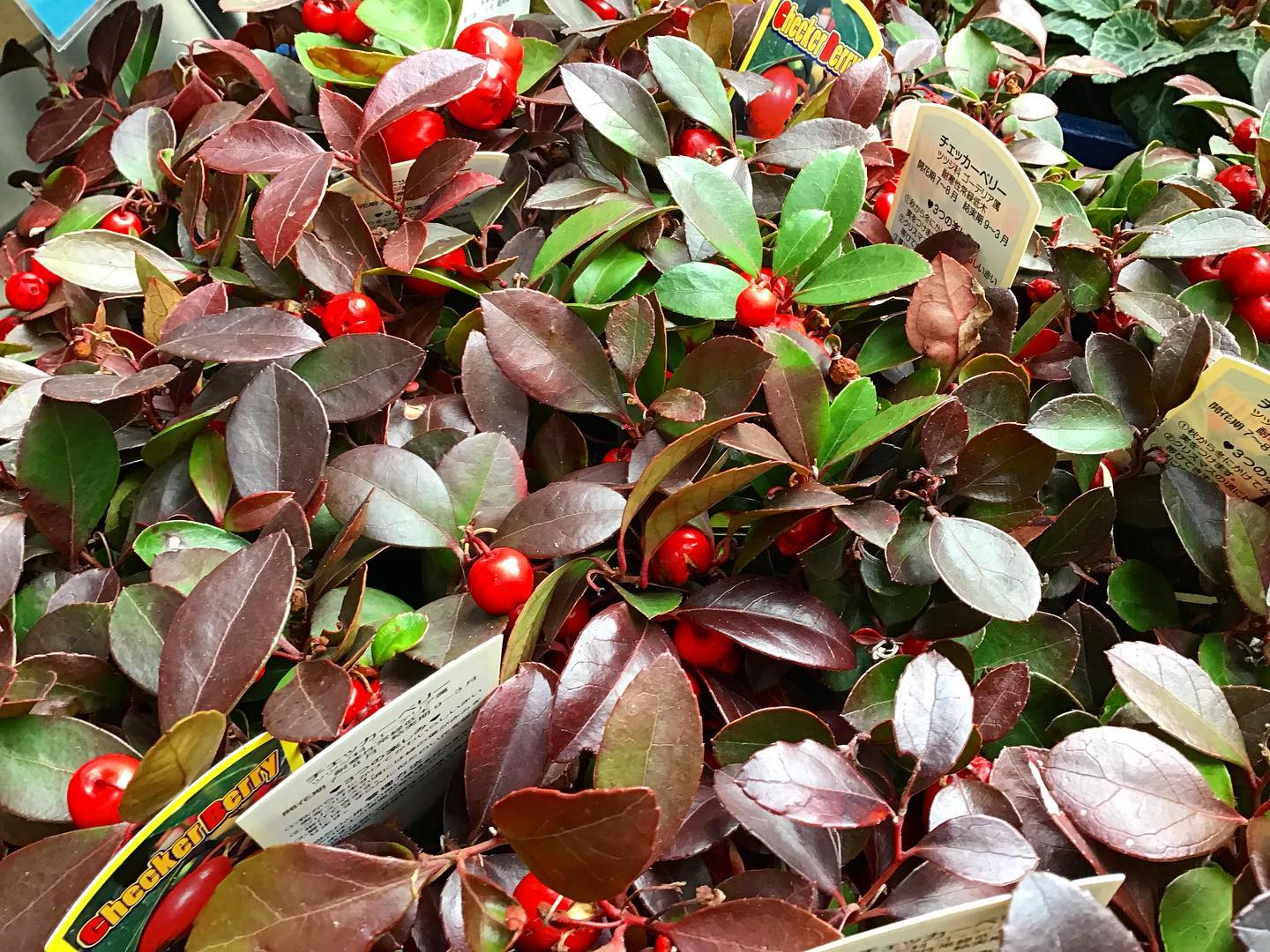 .
チェッカーベリーは寒さに強く、冬の間（11月〜3月）赤い実が観賞できます
.
ビオラやハボタンなどとの組み合わせ、さらにはシルバーリーフなどのさまざまな葉ものと組み合わせて、クリスマスやお正月用の飾りに利用されます‍♀️
.
鉢の縁から垂らすような使い方をすると赤い実がよりいっそう目立ちますよ◎
.
ぜひお買い求めください♪
.
お気軽にお問い合わせください
.
モンソーフルールアトレ川崎店
★★★★★★★★★★★
〒210-0007
神奈川県川崎市川崎区駅前本町26-1
アトレ川崎1F
TEL &FAX044-200-6701
営業時間:10:00〜21:00
★★★★★★★★★★★
.