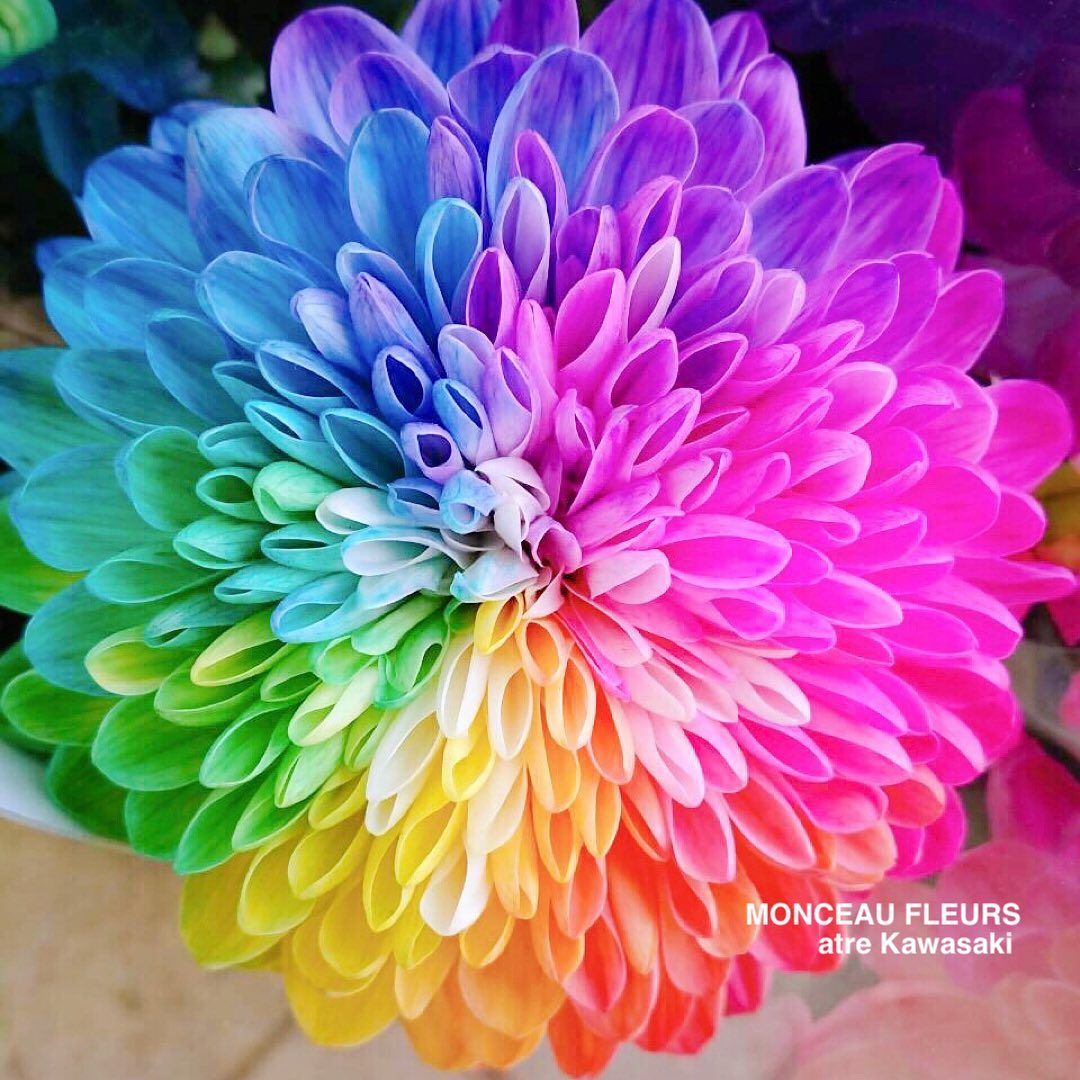 グラデーションが美しすぎる
"レインボーマム"♪
・
特殊な技術で虹色に染められた、
"菊"のお花です！
・
"菊"ですがこのお色なので、
仏花ではありません(￣^￣)ゞ
・
お誕生日や発表会など、
『お祝いのお花』として様々なご用途で
使って頂いていますよ！
・
当店では、
あまりの人気に定期入荷をしている程！？
・
プレゼントされると、喜びと驚きの両方の反応が期待できますよね^_^！！
・
特別なプレゼントをお探しのお客様は是非！
当店へ！！
・
お客様のご来店をスタッフ一同
心よりお待ちしております♪
・
・
#パリ
・
お気軽にお問い合わせください♪
★★★★★★★★★★★★★★★
【モンソーフルール アトレ川崎店】
〒210-0007
神奈川県川崎市川崎区駅前本町26-1
アトレ川崎1F
TEL&FAX:044-200-6701
営業時間:10:00〜20:00
（感染症対策の為、時短営業中です。）
★★★★★★★★★★★★★★★
モンソーフルールはパリ発！
ヨーロッパ有数のフラワーチェーンブランドです♪