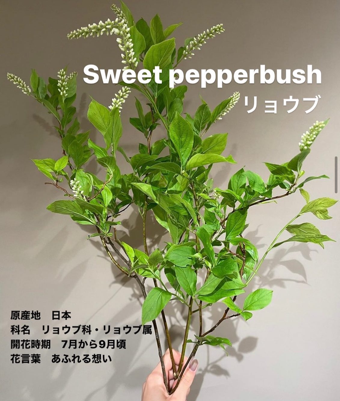 モンソーフルール新宿アルタ店です。
.

Sweet pepperbush
リョウブ

原産地　日本
科名　リョウブ科・リョウブ属
開花時期　7月から9月頃
花言葉　あふれる想い