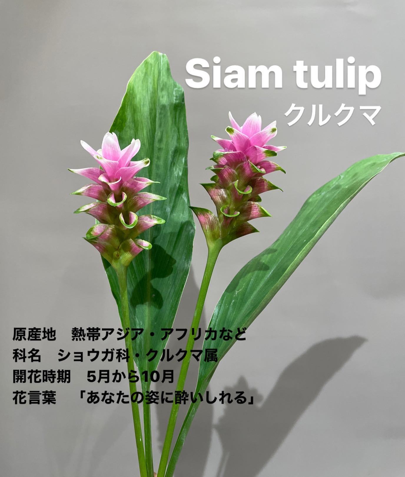 モンソーフルール新宿アルタ店です
.

 Siam tulip
クルクマ

原産地　熱帯アジア・アフリカなど
科名　ショウガ科・クルクマ属
開花時期　5月から10月
花言葉　「あなたの姿に酔いしれる」