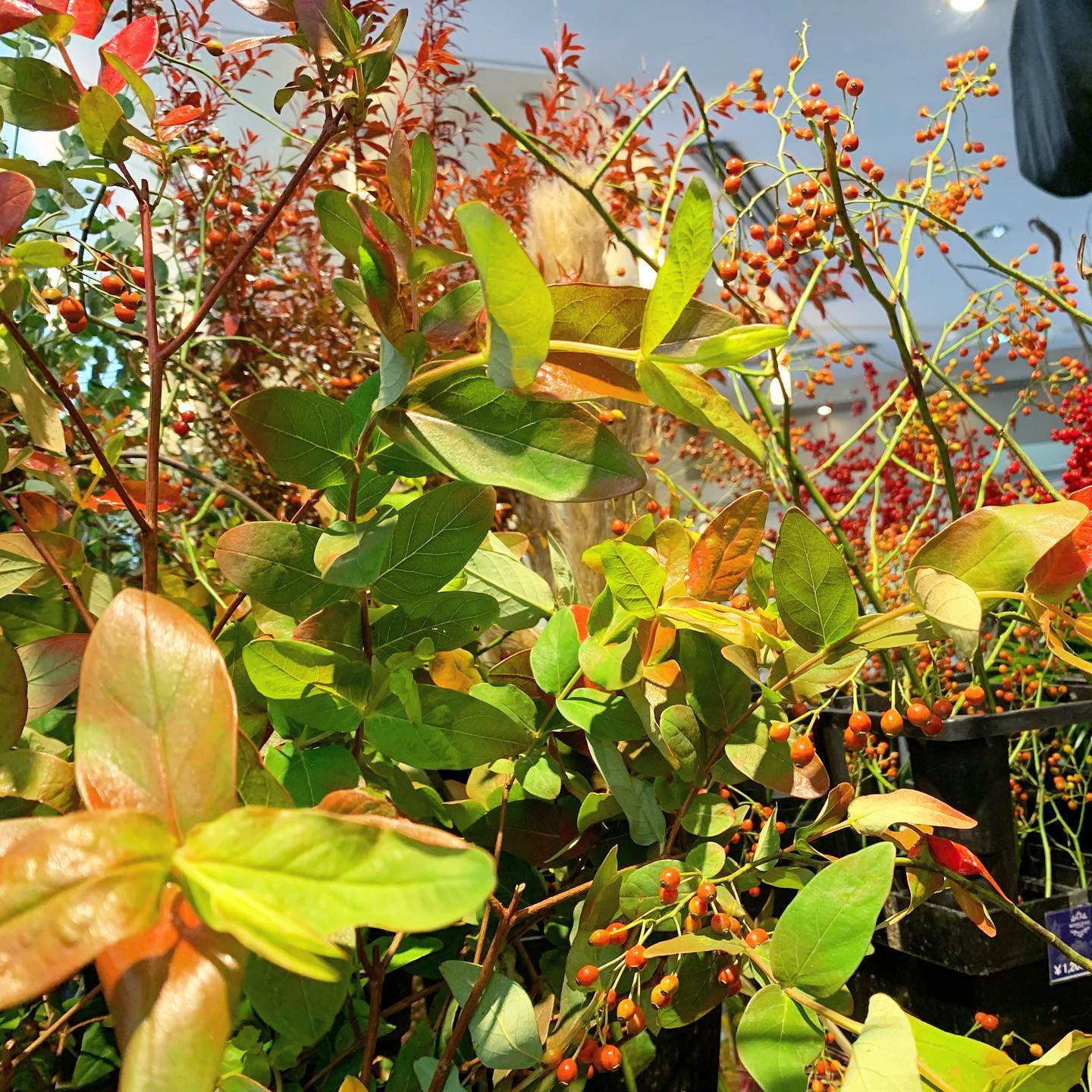 .秋の枝物、実物、葉物たくさん入荷しておりますこっくりした紅葉カラーが癒されます.モンソーフルール自由が丘本店
