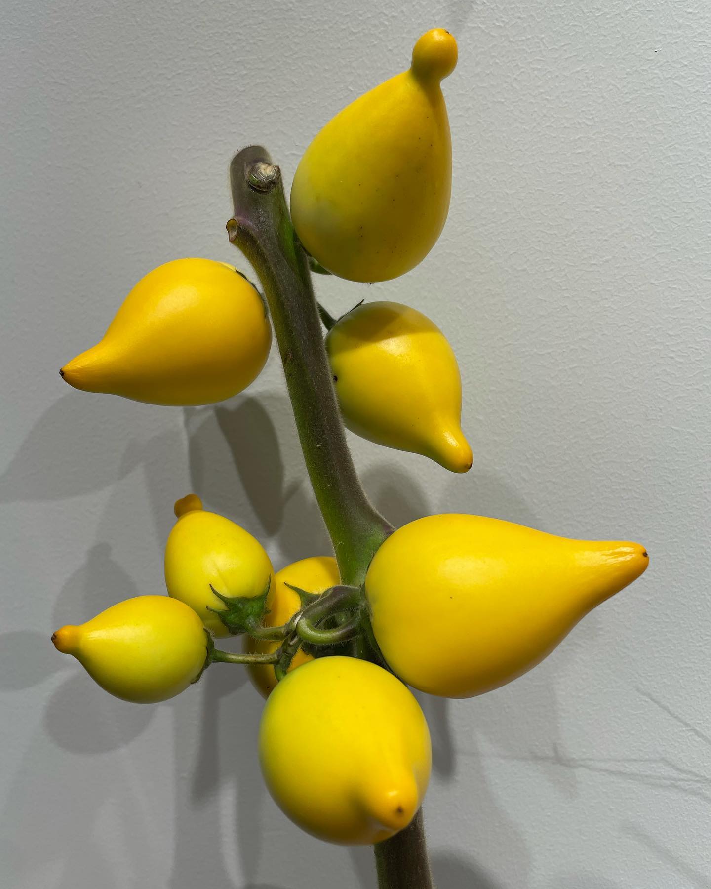 モンソーフルール新宿アルタ店です！！

フォックスフェイス入荷しました

黄色の果実がキツネの顔に似ていることからフォックスフェイスと呼ばれるようになったみたいです🦊

果実だけ切り離して、インテリアとして飾ることも可能な為、お家に飾ってみてはどうですか？️